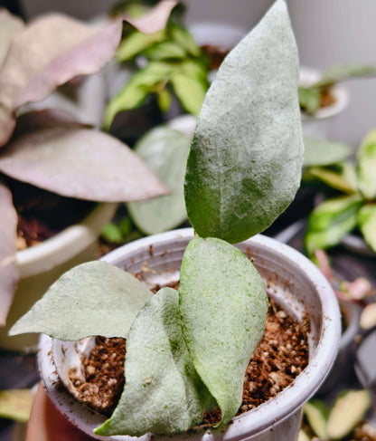 Hoya caudata Argene is a rare and highly sought-after variety of Hoya caudata, prized for its striking silver foliage. Unlike other forms of Hoya caudata, 'Argene' maintains its silvery leaves throughout its growth, making it a standout in any collection.