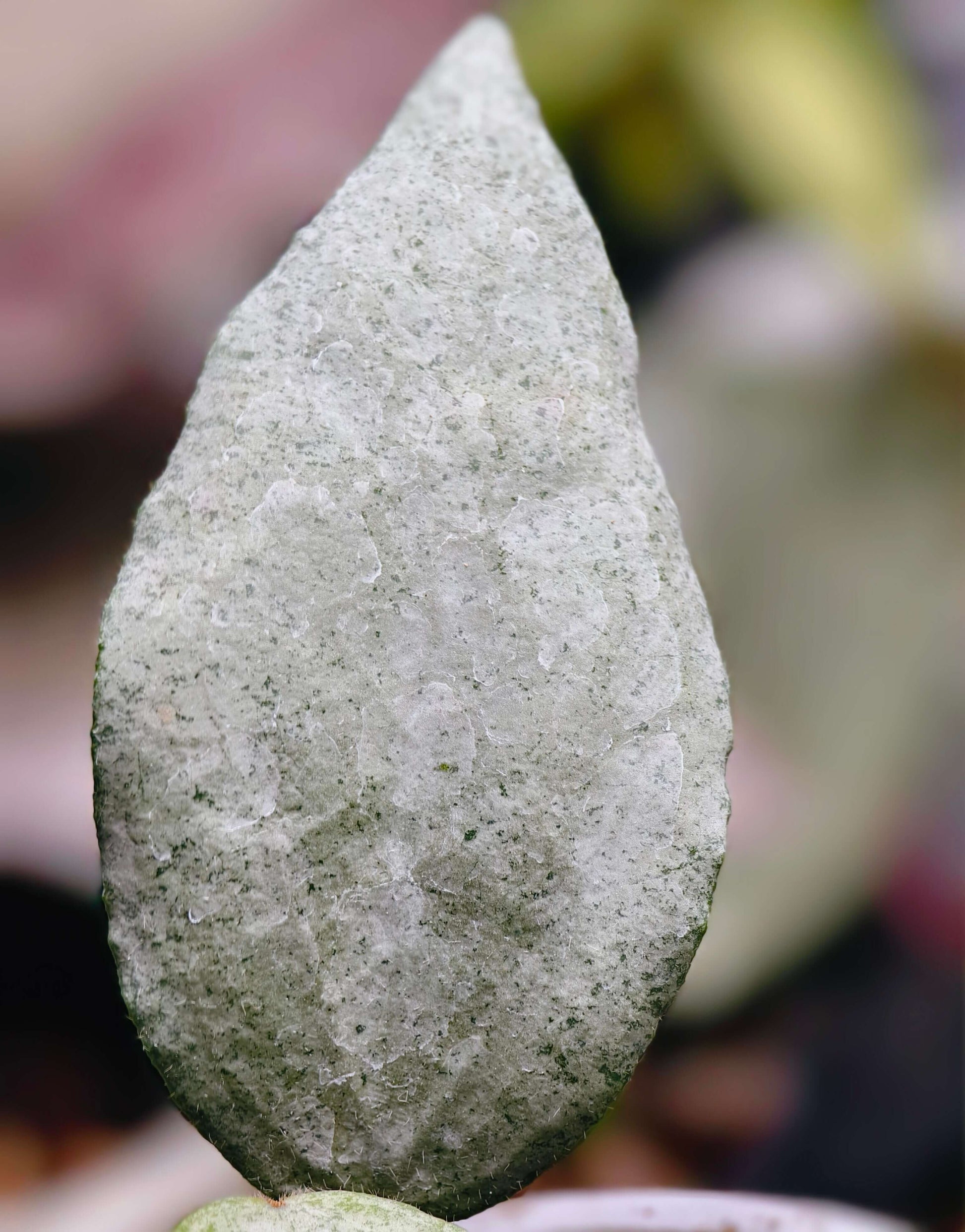 Hoya caudata Argene is a rare and highly sought-after variety of Hoya caudata, prized for its striking silver foliage. Unlike other forms of Hoya caudata, 'Argene' maintains its silvery leaves throughout its growth, making it a standout in any collection.