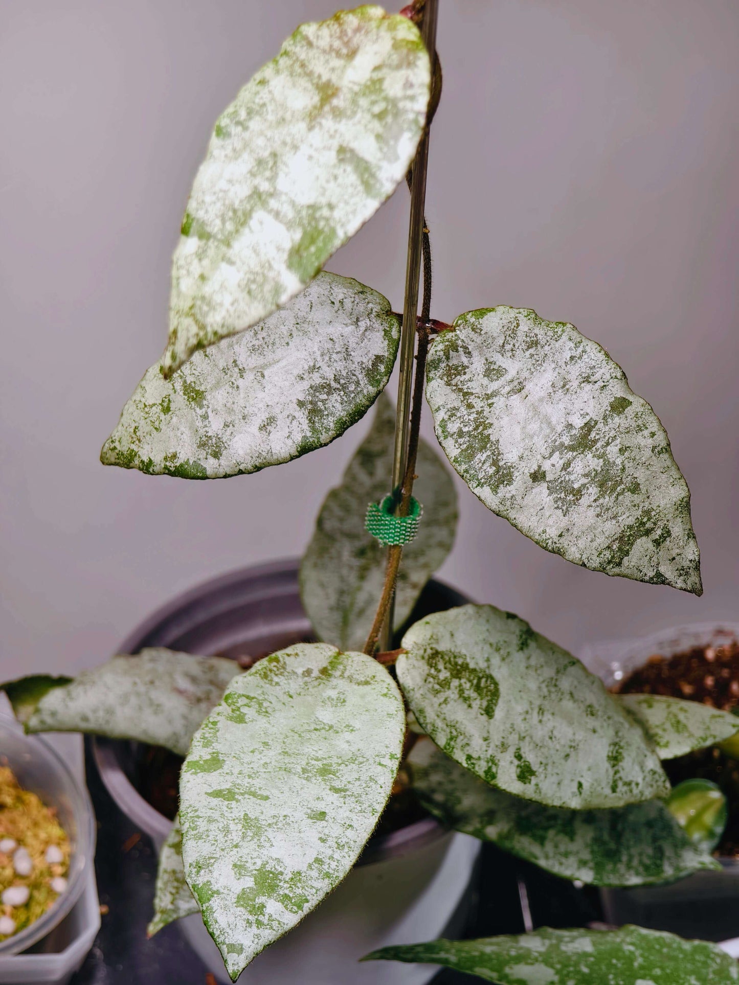 Hoya caudata Silver has leaves that are almost completely silver, with just a hint of green remaining, creating a striking color contrast. The leaves are larger than those of Hoya caudata Argentea, making this variety especially eye-catching.