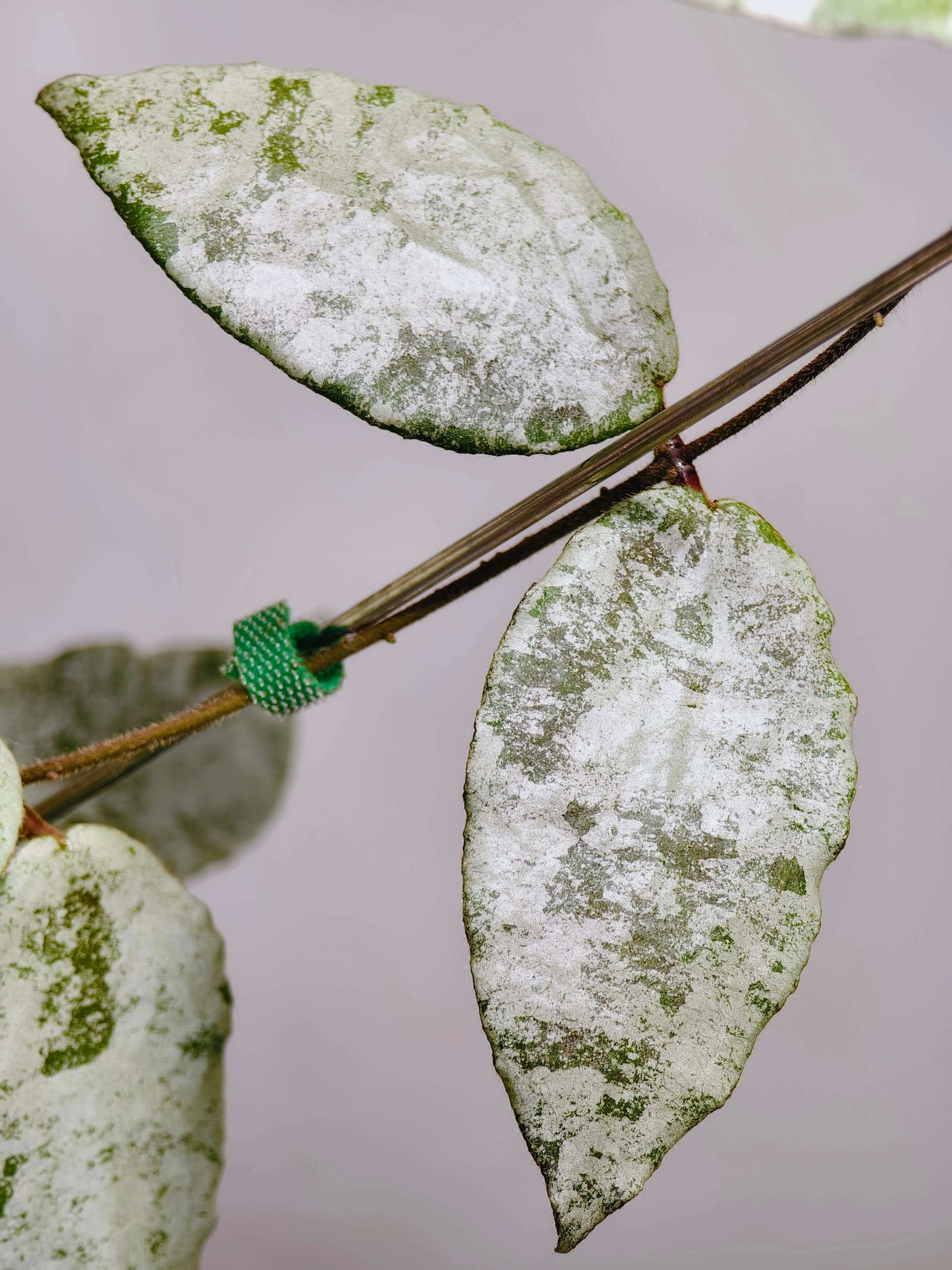 Hoya caudata Silver has leaves that are almost completely silver, with just a hint of green remaining, creating a striking color contrast. The leaves are larger than those of Hoya caudata Argentea, making this variety especially eye-catching.