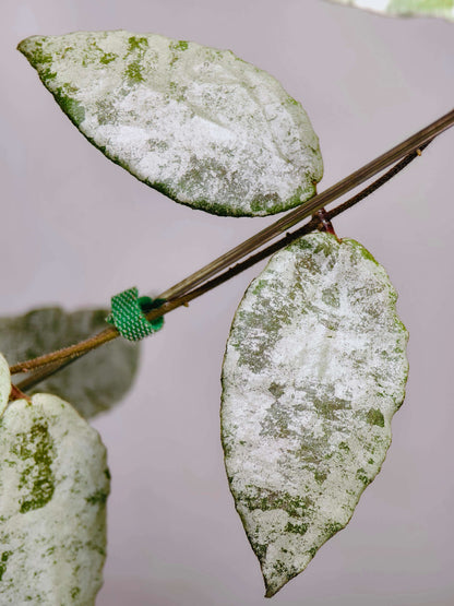 Hoya caudata Silver has leaves that are almost completely silver, with just a hint of green remaining, creating a striking color contrast. The leaves are larger than those of Hoya caudata Argentea, making this variety especially eye-catching.