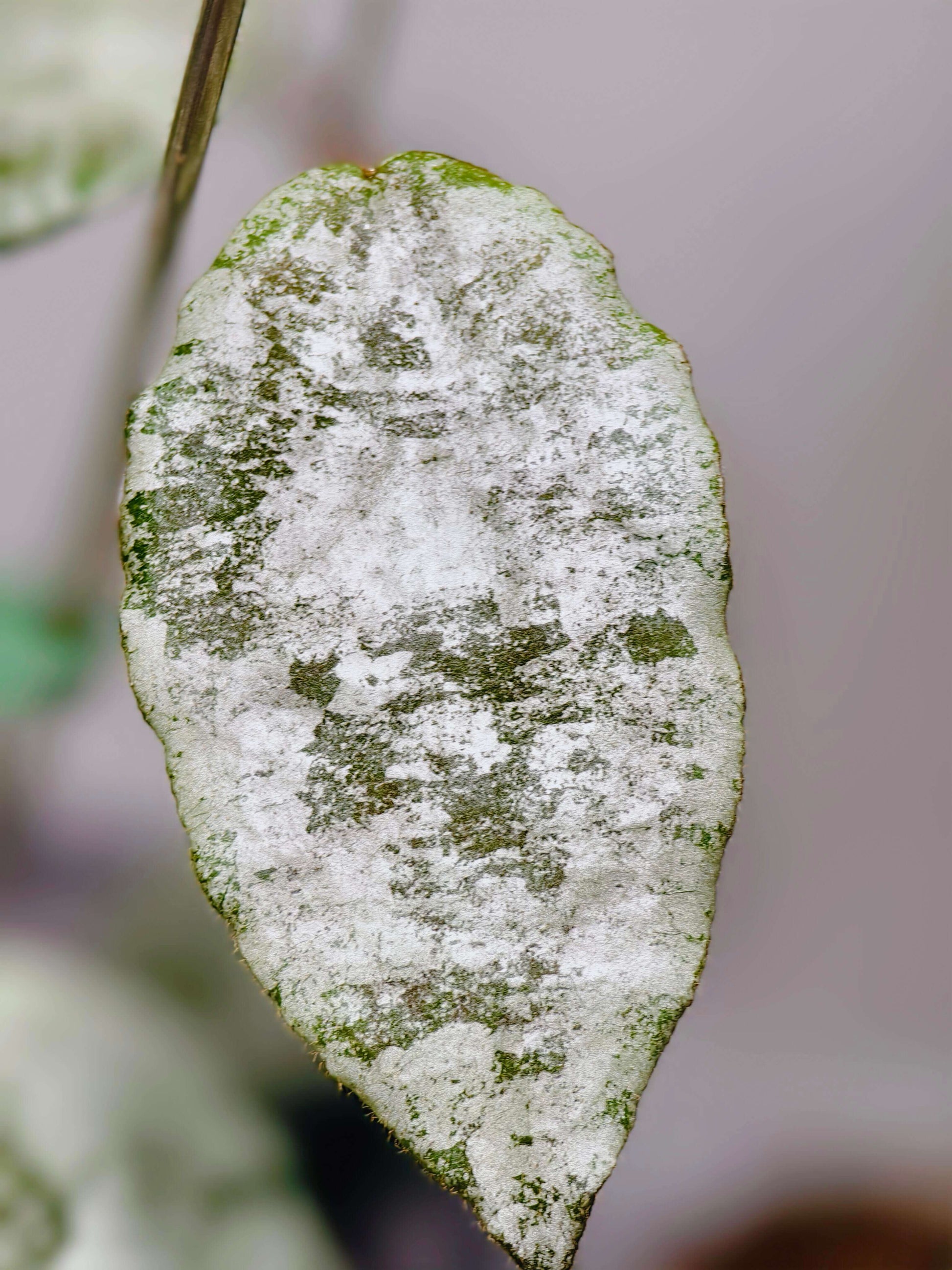Hoya caudata Silver has leaves that are almost completely silver, with just a hint of green remaining, creating a striking color contrast. The leaves are larger than those of Hoya caudata Argentea, making this variety especially eye-catching.