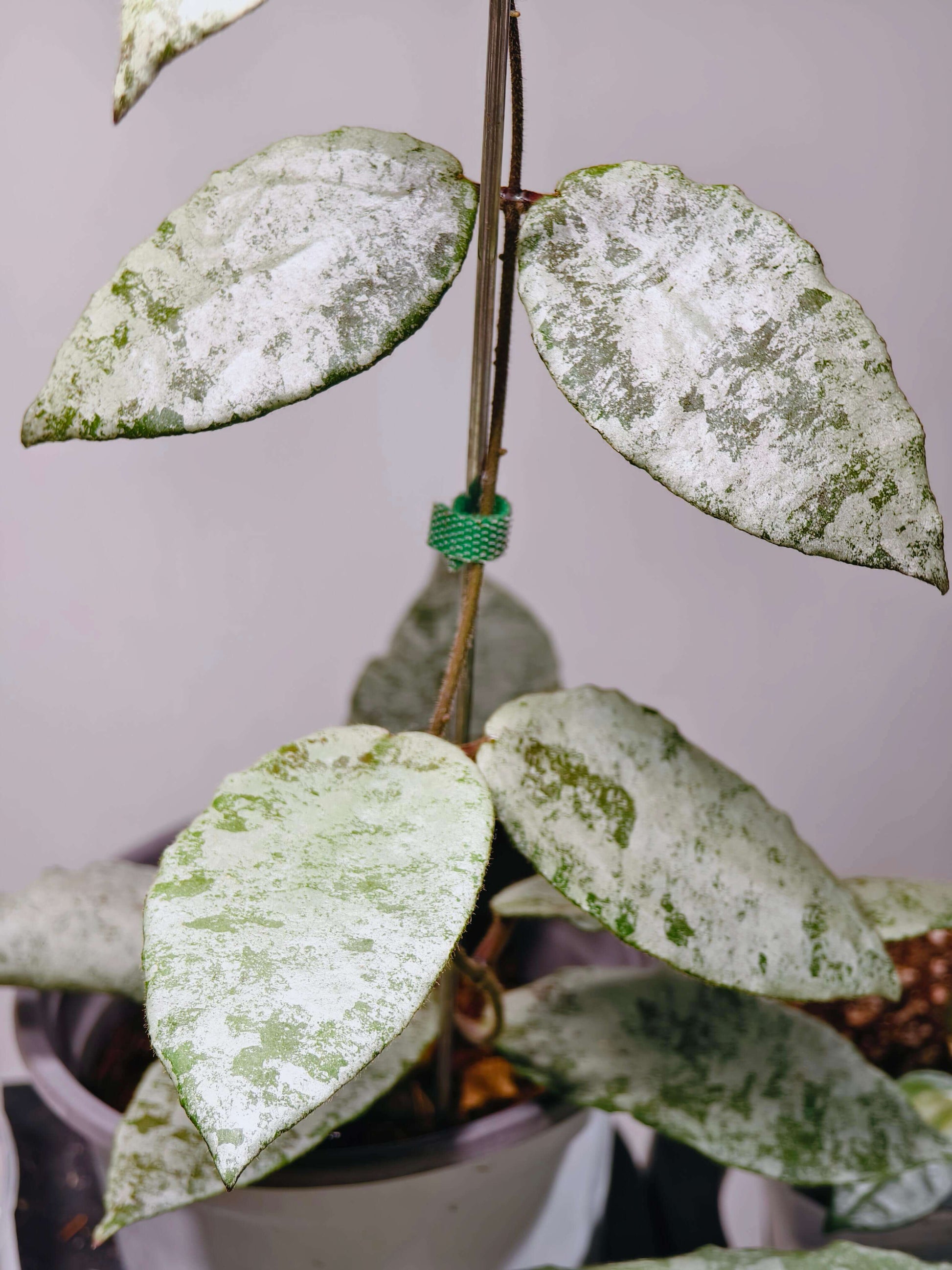 Hoya caudata Silver has leaves that are almost completely silver, with just a hint of green remaining, creating a striking color contrast. The leaves are larger than those of Hoya caudata Argentea, making this variety especially eye-catching.