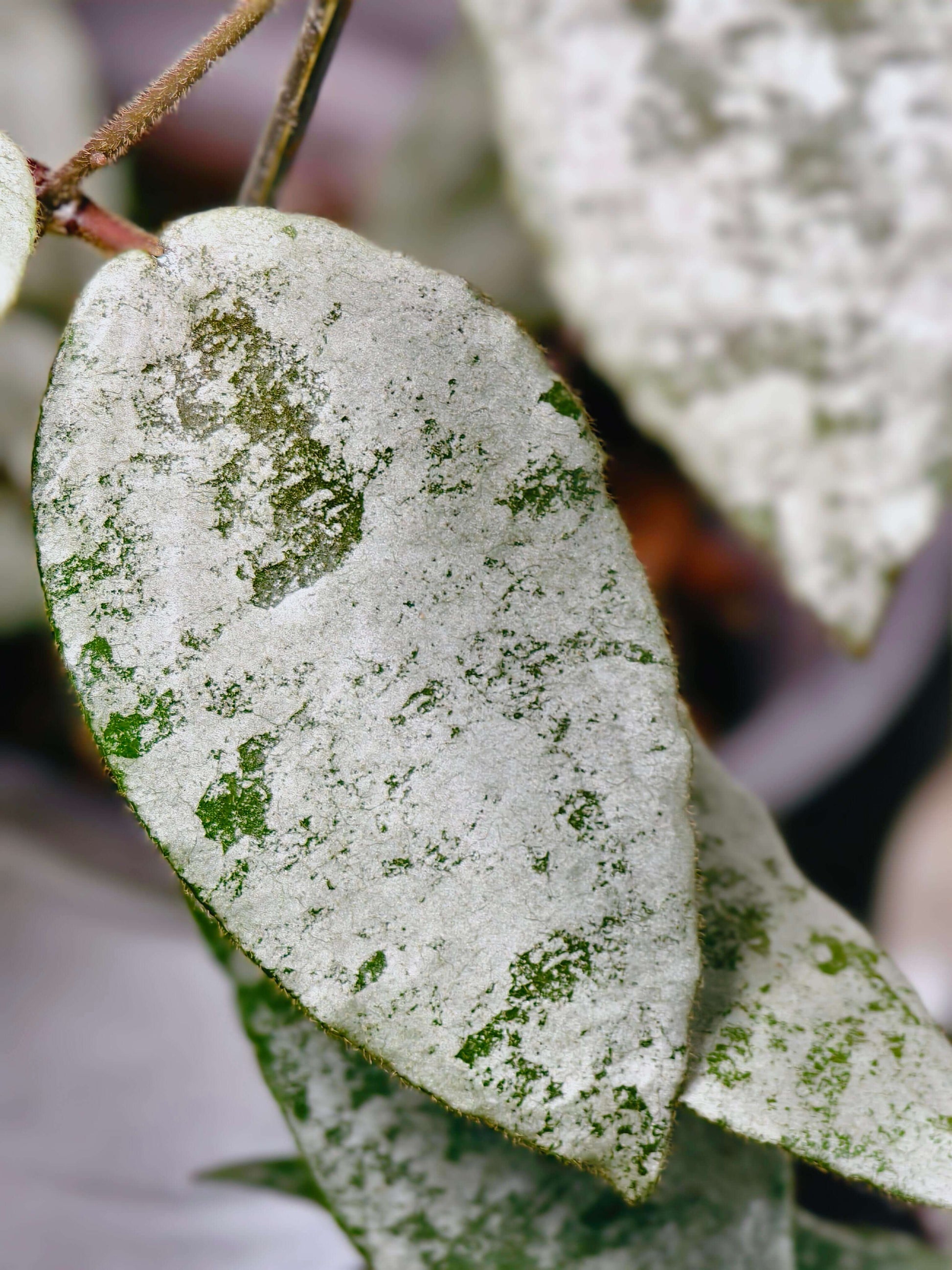 Hoya caudata Silver has leaves that are almost completely silver, with just a hint of green remaining, creating a striking color contrast. The leaves are larger than those of Hoya caudata Argentea, making this variety especially eye-catching.