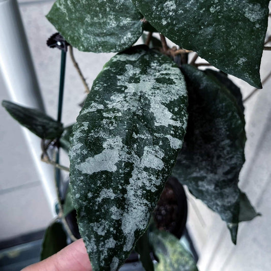 Hoya caudata 'Sumatra' is native to the rainforests of Sumatra. This variety is characterized by its deep, olive-green, ovate leaves adorned with silvery splashes and a slightly fuzzy texture. The fine, twiggy vines look so fragile that it’s surprising they can bear the weight of the substantial leaves.