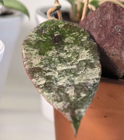 Hoya caudata 'Sumatra' is native to the rainforests of Sumatra. This variety is characterized by its deep, olive-green, ovate leaves adorned with silvery splashes and a slightly fuzzy texture. The fine, twiggy vines look so fragile that it’s surprising they can bear the weight of the substantial leaves.