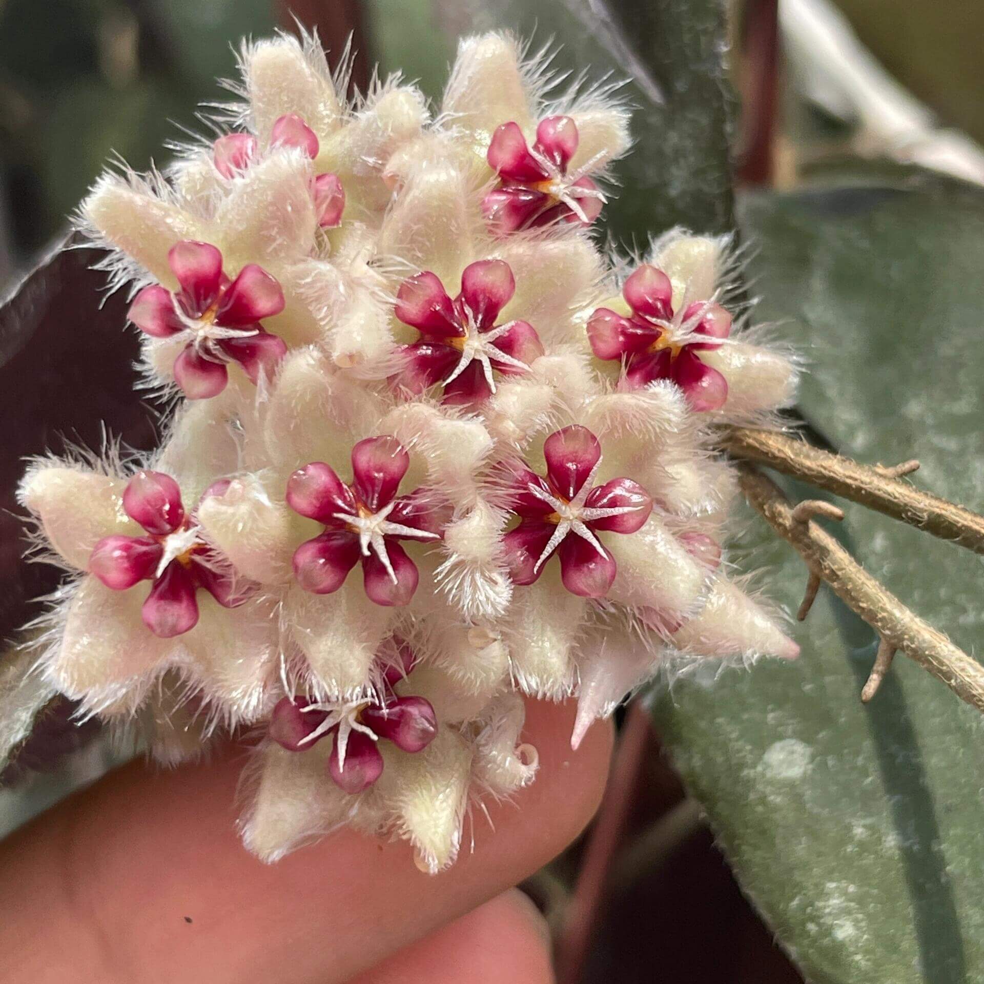 Hoya caudata ssp. red is the easiest to grow and bloom among the Hoya caudata. Its leaves are smaller and have fewer splashes compared to other Hoya caudata, but it grows much faster.