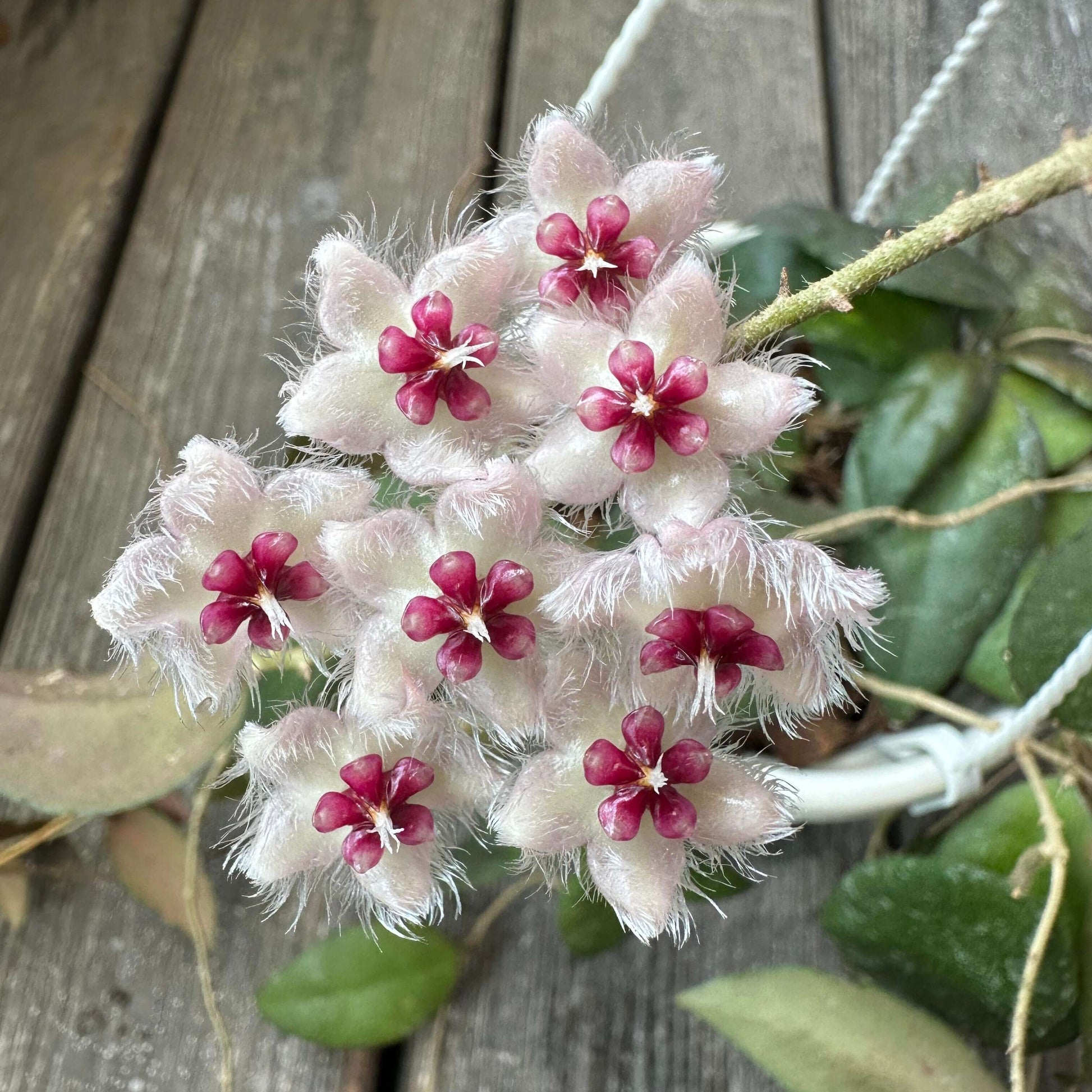 Hoya caudata ssp. red is the easiest to grow and bloom among the Hoya caudata. Its leaves are smaller and have fewer splashes compared to other Hoya caudata, but it grows much faster.