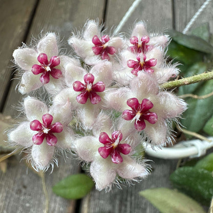 Hoya caudata ssp. red is the easiest to grow and bloom among the Hoya caudata. Its leaves are smaller and have fewer splashes compared to other Hoya caudata, but it grows much faster.