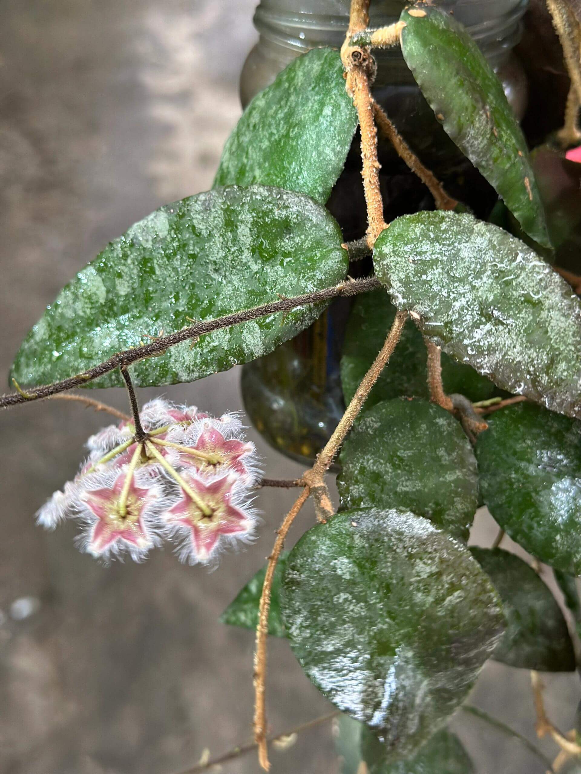 Hoya caudata ssp. red is the easiest to grow and bloom among the Hoya caudata. Its leaves are smaller and have fewer splashes compared to other Hoya caudata, but it grows much faster.