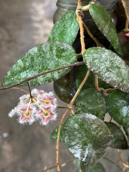 Hoya caudata ssp. red is the easiest to grow and bloom among the Hoya caudata. Its leaves are smaller and have fewer splashes compared to other Hoya caudata, but it grows much faster.
