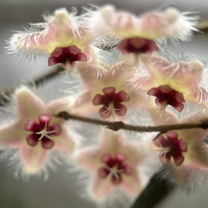Hoya caudata ssp. red is the easiest to grow and bloom among the Hoya caudata. Its leaves are smaller and have fewer splashes compared to other Hoya caudata, but it grows much faster.