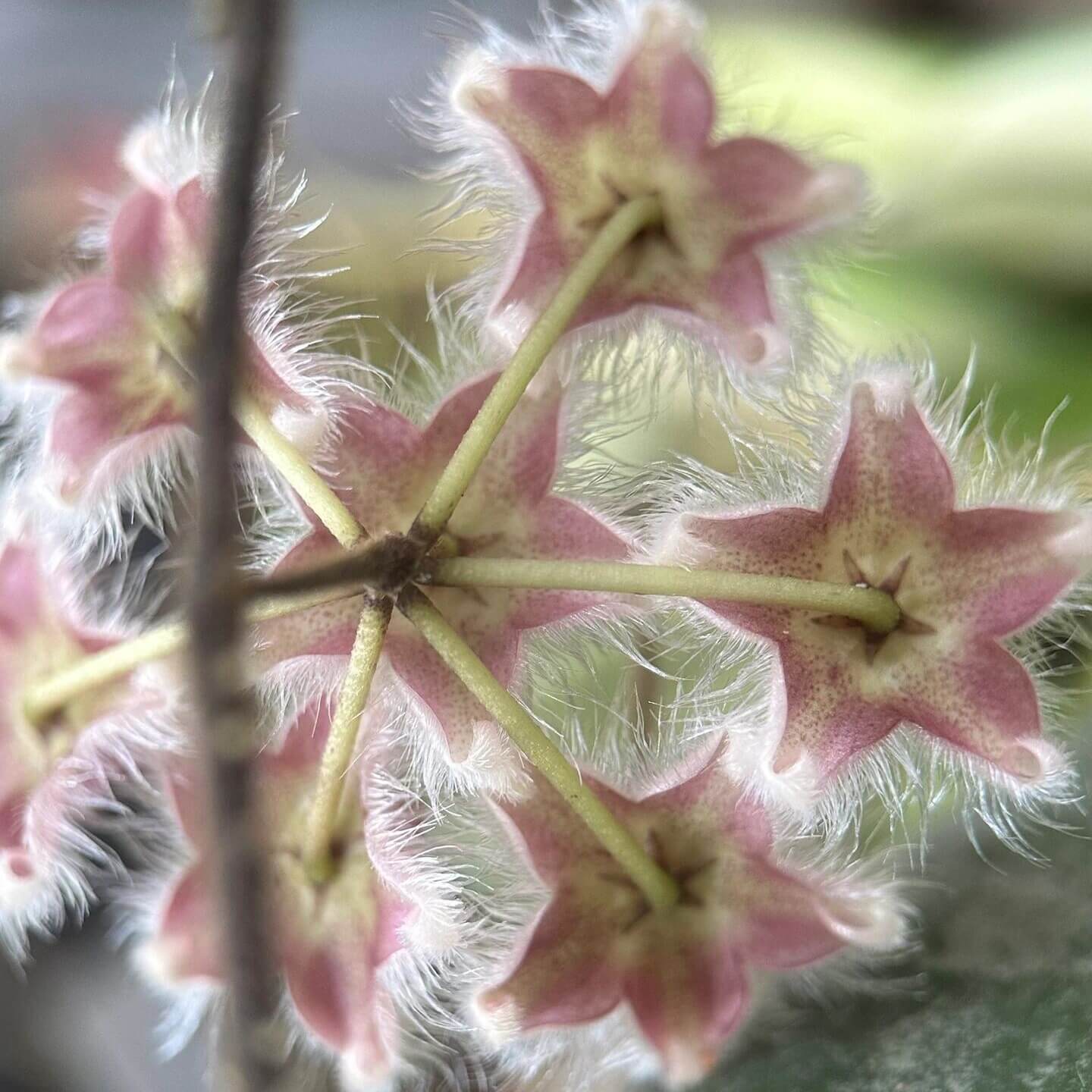 Hoya caudata ssp. red is the easiest to grow and bloom among the Hoya caudata. Its leaves are smaller and have fewer splashes compared to other Hoya caudata, but it grows much faster.