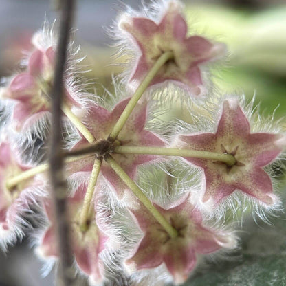 Hoya caudata ssp. red is the easiest to grow and bloom among the Hoya caudata. Its leaves are smaller and have fewer splashes compared to other Hoya caudata, but it grows much faster.