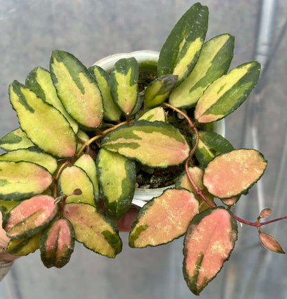 Hoya caudata variegata is a rare and highly sought-after variegated cultivar of the Hoya caudata species. This variety features elongated, arrow-shaped leaves with a central yellow or pink variegation and green edges. Some leaves may also show silver speckles, creating a shimmering, almost starlike effect.