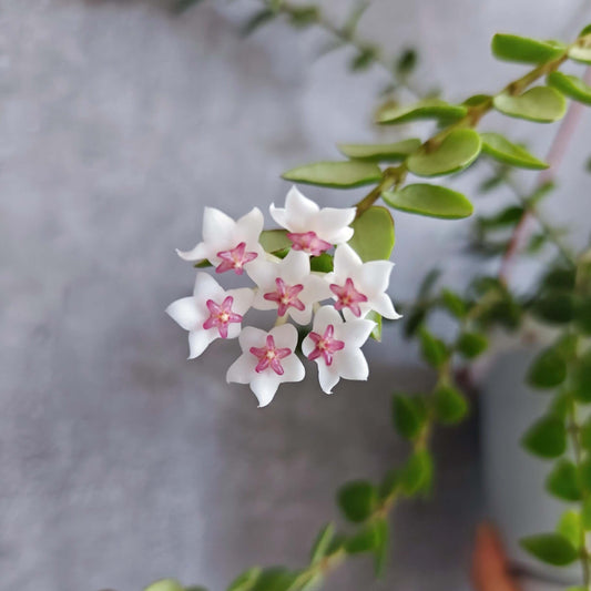 Hoya chinghungensis is an epiphytic shrub that naturally grows on trees or rocks in humid forest environments. Its native range includes southern Yunnan in China, as well as Myanmar, Laos, and Vietnam.