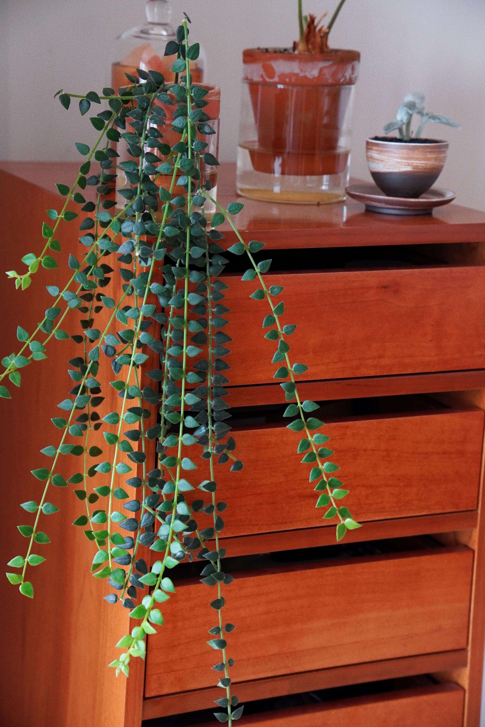 Hoya chinghungensis is an epiphytic shrub that naturally grows on trees or rocks in humid forest environments. Its native range includes southern Yunnan in China, as well as Myanmar, Laos, and Vietnam.
