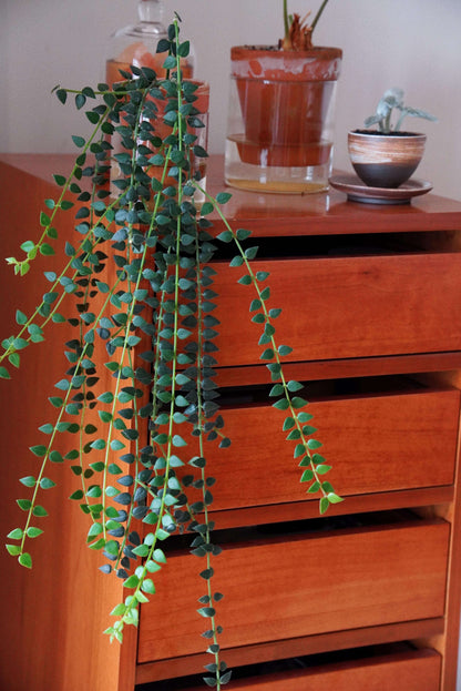 Hoya chinghungensis is an epiphytic shrub that naturally grows on trees or rocks in humid forest environments. Its native range includes southern Yunnan in China, as well as Myanmar, Laos, and Vietnam.
