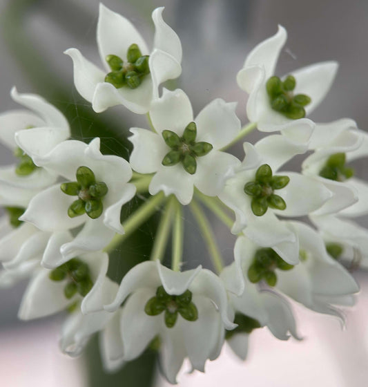 Hoya chloroleuca is a vining, epiphytic plant with slightly succulent, thickened green leaves that help it adapt to growing on host plants rather than in soil. Its flowers are small, usually smaller than a dime, forming star-shaped clusters with a creamy-white corolla and a distinctive pale lime-green corona, which makes it stand out among many Hoya species.