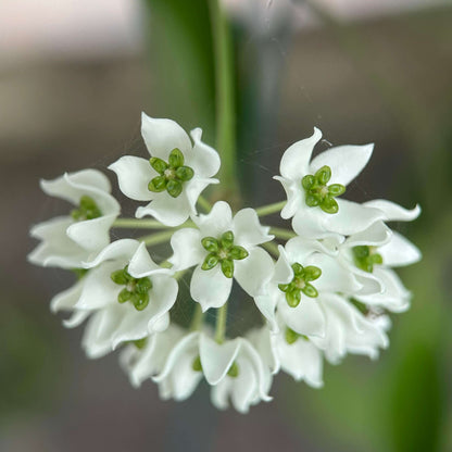 Hoya chloroleuca is a vining, epiphytic plant with slightly succulent, thickened green leaves that help it adapt to growing on host plants rather than in soil. Its flowers are small, usually smaller than a dime, forming star-shaped clusters with a creamy-white corolla and a distinctive pale lime-green corona, which makes it stand out among many Hoya species.