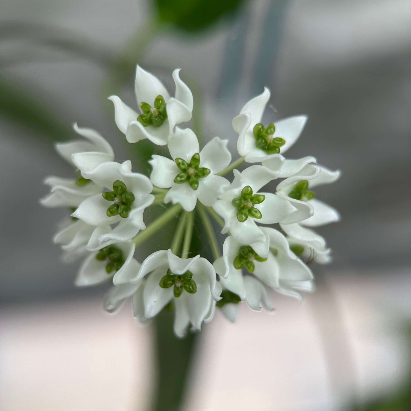 Hoya chloroleuca is a vining, epiphytic plant with slightly succulent, thickened green leaves that help it adapt to growing on host plants rather than in soil. Its flowers are small, usually smaller than a dime, forming star-shaped clusters with a creamy-white corolla and a distinctive pale lime-green corona, which makes it stand out among many Hoya species.