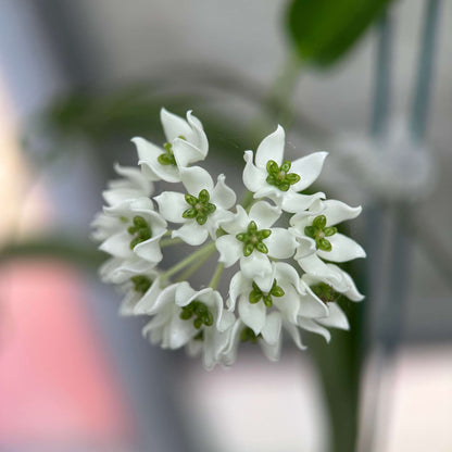 Hoya chloroleuca is a vining, epiphytic plant with slightly succulent, thickened green leaves that help it adapt to growing on host plants rather than in soil. Its flowers are small, usually smaller than a dime, forming star-shaped clusters with a creamy-white corolla and a distinctive pale lime-green corona, which makes it stand out among many Hoya species.