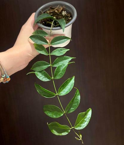 Hoya chloroleuca is a vining, epiphytic plant with slightly succulent, thickened green leaves that help it adapt to growing on host plants rather than in soil. Its flowers are small, usually smaller than a dime, forming star-shaped clusters with a creamy-white corolla and a distinctive pale lime-green corona, which makes it stand out among many Hoya species.