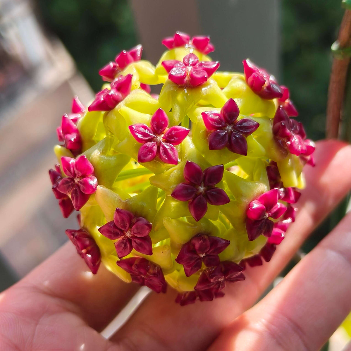 Hoya cinnamomifolia is a striking climbing Hoya native to Java, prized for its large, dark green, leathery leaves marked by prominent lighter green veins running lengthwise across the blade. The foliage can reach approximately 15 cm long and 6 cm wide, giving the plant a bold, tropical appearance. Mature plants produce umbels of around 20–30 waxy flowers, featuring a distinctive lime-green corolla and deep burgundy corona.
