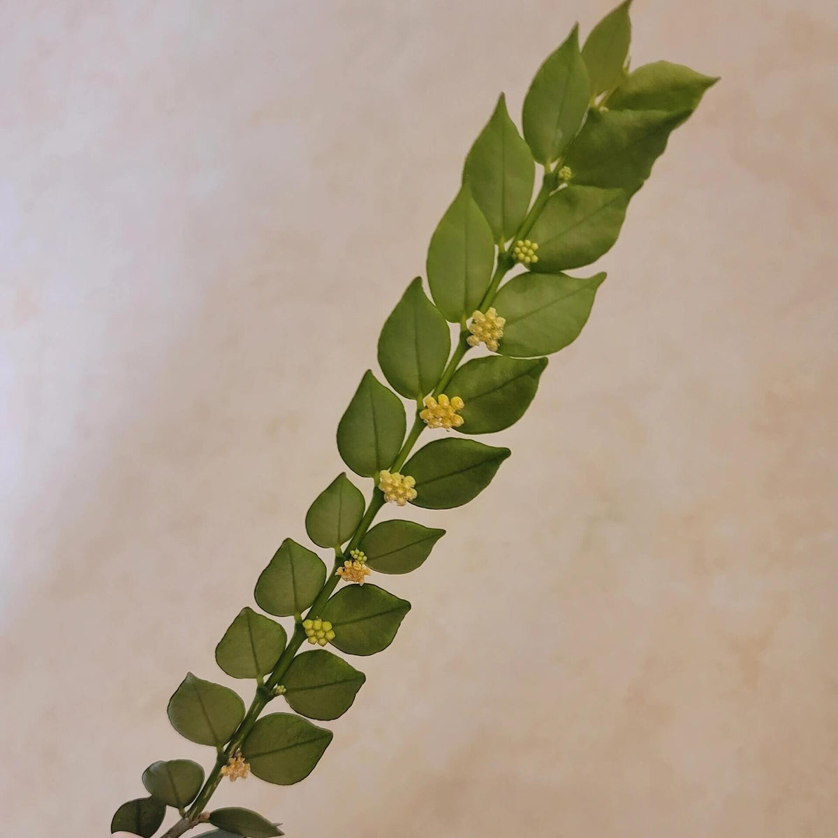 Hoya corymbosa is a rare and unusual epiphytic shrub from Sabah, Borneo, distinguished from the more familiar climbing Hoyas by its compact, horizontally growing habit. It produces small, attractive foliage and diminutive yellowish flowers, with unusual anvil-shaped corona lobes that are characteristic of the species. Unlike most Hoyas, which are climbing or trailing epiphytes, H. corymbosa develops as a low-growing epiphytic shrub, making it particularly interesting for collectors of unusual Hoya species.