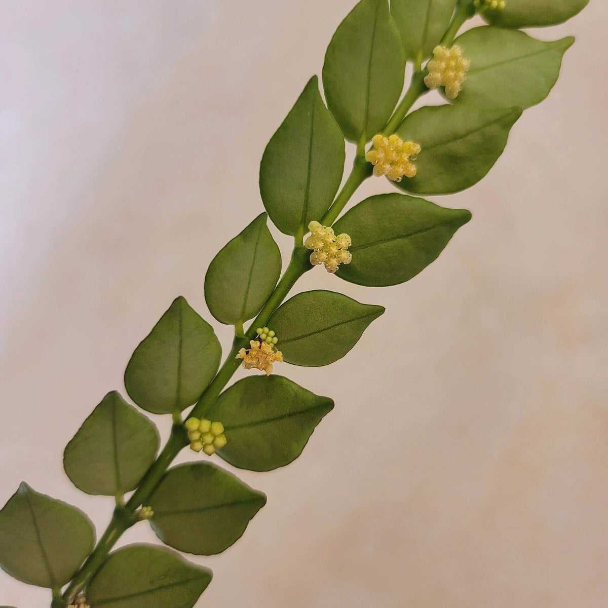 Hoya corymbosa is a rare and unusual epiphytic shrub from Sabah, Borneo, distinguished from the more familiar climbing Hoyas by its compact, horizontally growing habit. It produces small, attractive foliage and diminutive yellowish flowers, with unusual anvil-shaped corona lobes that are characteristic of the species. Unlike most Hoyas, which are climbing or trailing epiphytes, H. corymbosa develops as a low-growing epiphytic shrub, making it particularly interesting for collectors of unusual Hoya species.
