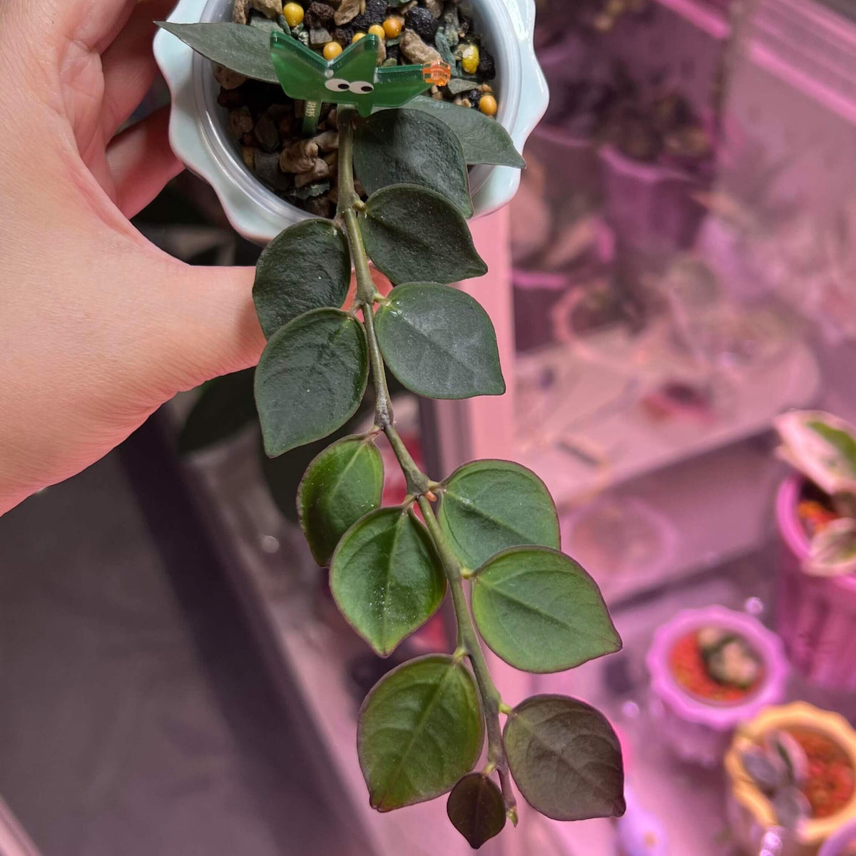 Hoya corymbosa is a rare and unusual epiphytic shrub from Sabah, Borneo, distinguished from the more familiar climbing Hoyas by its compact, horizontally growing habit. It produces small, attractive foliage and diminutive yellowish flowers, with unusual anvil-shaped corona lobes that are characteristic of the species. Unlike most Hoyas, which are climbing or trailing epiphytes, H. corymbosa develops as a low-growing epiphytic shrub, making it particularly interesting for collectors of unusual Hoya species.