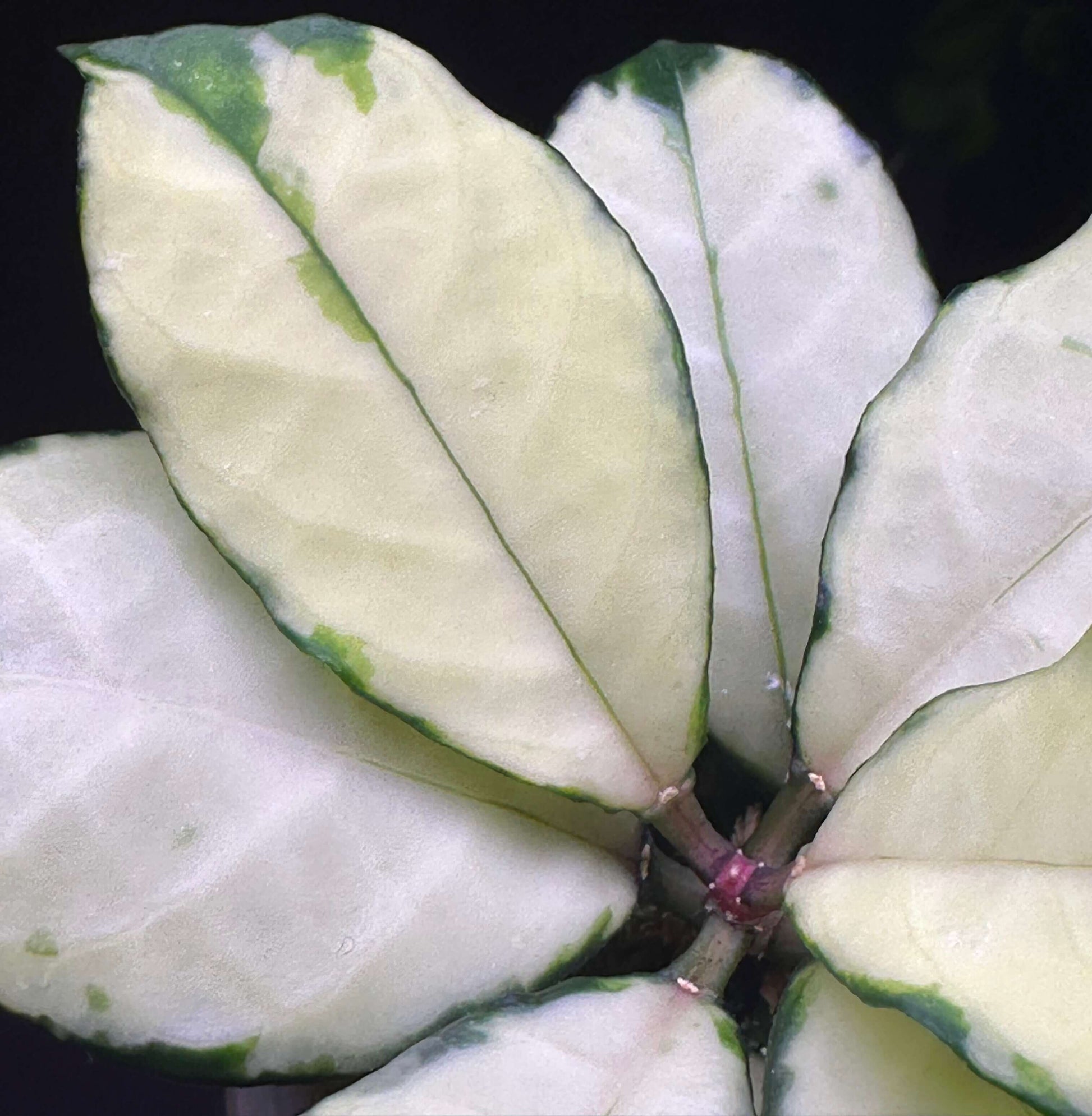 Hoya crassipetiolata Variegated is a rare and visually striking variety of Hoya crassipetiolata, featuring inner variegation with cream or yellow centers and green leaf margins.