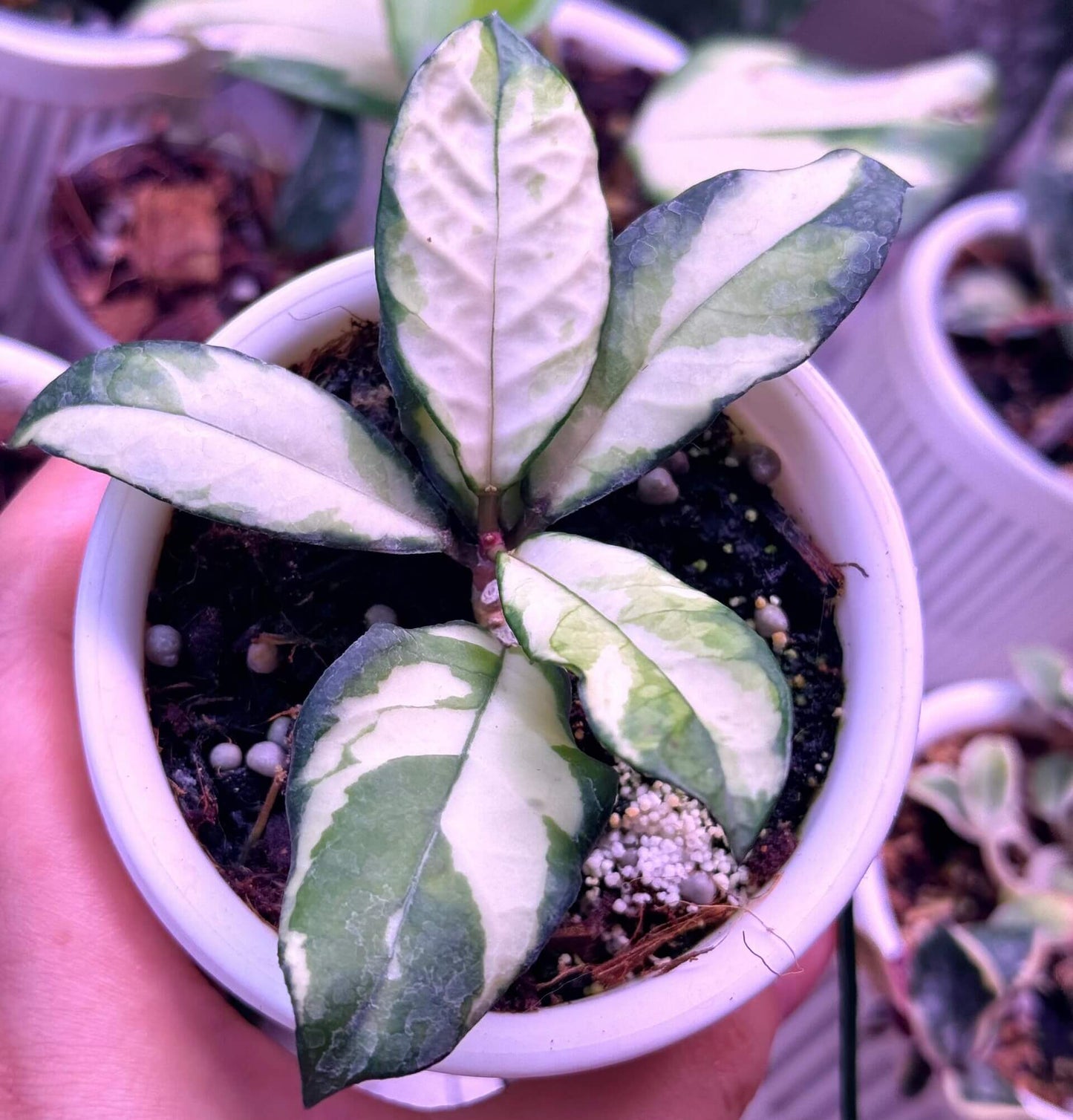 Hoya crassipetiolata Variegated is a rare and visually striking variety of Hoya crassipetiolata, featuring inner variegation with cream or yellow centers and green leaf margins.