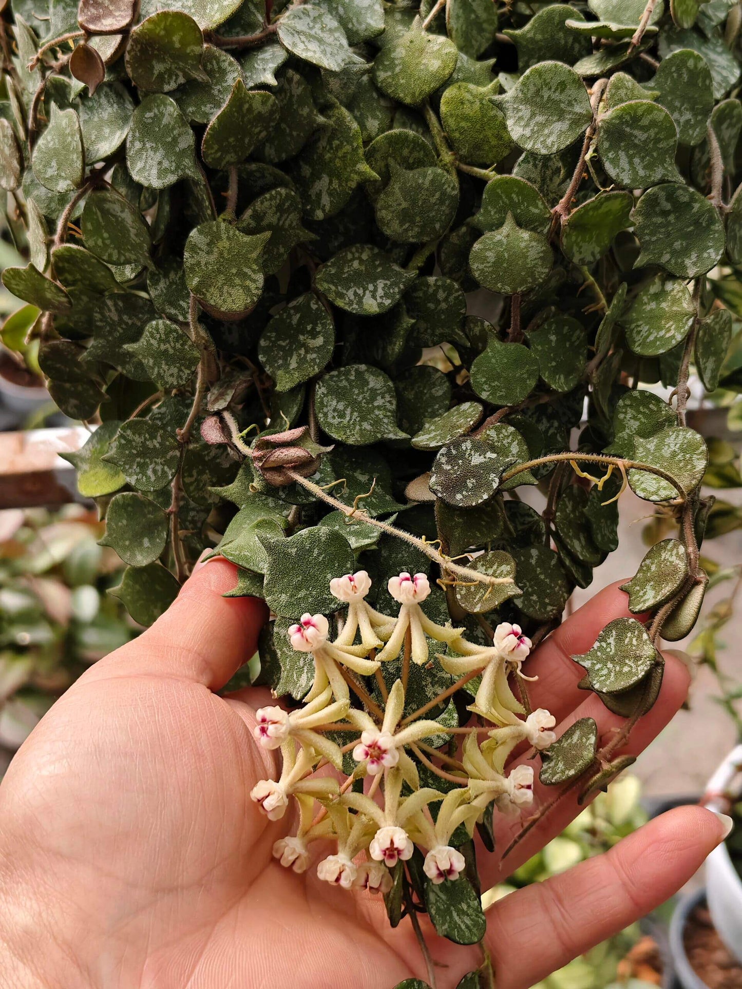 Hoya curtisii is a petite, creeping epiphytic plant native to Southeast Asia (Thailand, the Philippines, Borneo, and Malaysia), characterized by its tiny, slightly pointed, roundish succulent leaves in olive green with silvery-grey mottling. It forms dense mats or trailing vines, making it ideal for hanging baskets or shallow pots, and when in bloom, it produces clusters of small, star-shaped, waxy flowers typical of Hoya species.