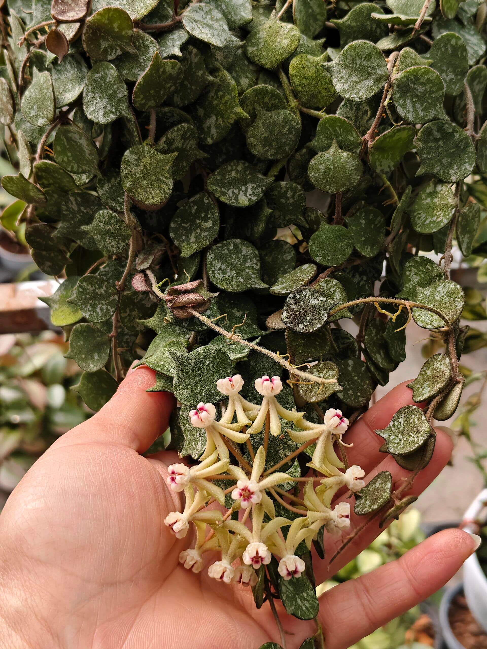 Hoya curtisii is a petite, creeping epiphytic plant native to Southeast Asia (Thailand, the Philippines, Borneo, and Malaysia), characterized by its tiny, slightly pointed, roundish succulent leaves in olive green with silvery-grey mottling. It forms dense mats or trailing vines, making it ideal for hanging baskets or shallow pots, and when in bloom, it produces clusters of small, star-shaped, waxy flowers typical of Hoya species.