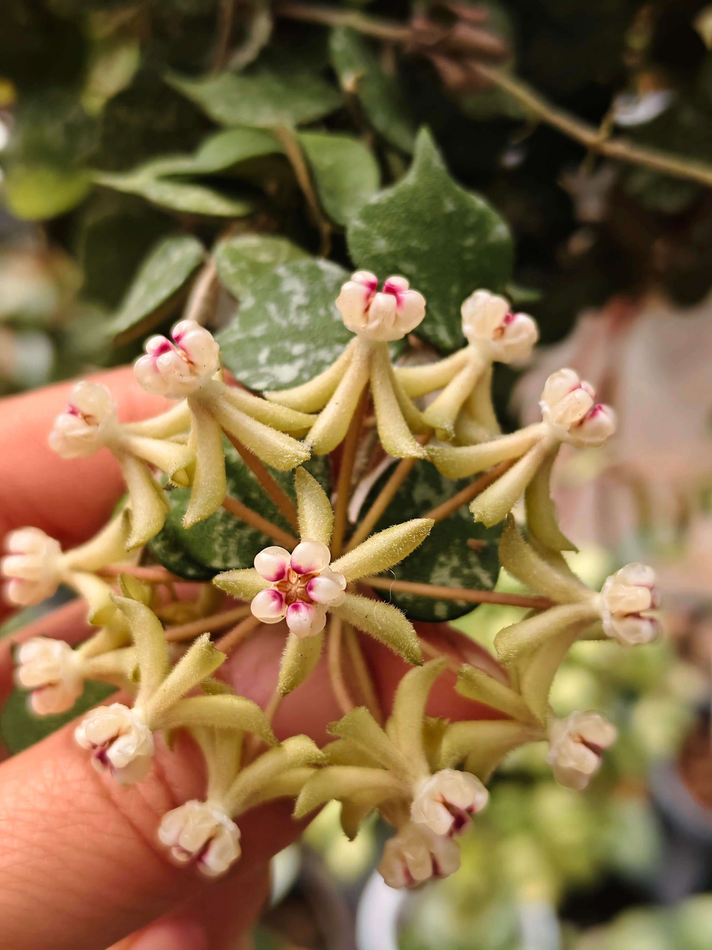 Hoya curtisii is a petite, creeping epiphytic plant native to Southeast Asia (Thailand, the Philippines, Borneo, and Malaysia), characterized by its tiny, slightly pointed, roundish succulent leaves in olive green with silvery-grey mottling. It forms dense mats or trailing vines, making it ideal for hanging baskets or shallow pots, and when in bloom, it produces clusters of small, star-shaped, waxy flowers typical of Hoya species.