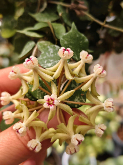 Hoya curtisii is a petite, creeping epiphytic plant native to Southeast Asia (Thailand, the Philippines, Borneo, and Malaysia), characterized by its tiny, slightly pointed, roundish succulent leaves in olive green with silvery-grey mottling. It forms dense mats or trailing vines, making it ideal for hanging baskets or shallow pots, and when in bloom, it produces clusters of small, star-shaped, waxy flowers typical of Hoya species.