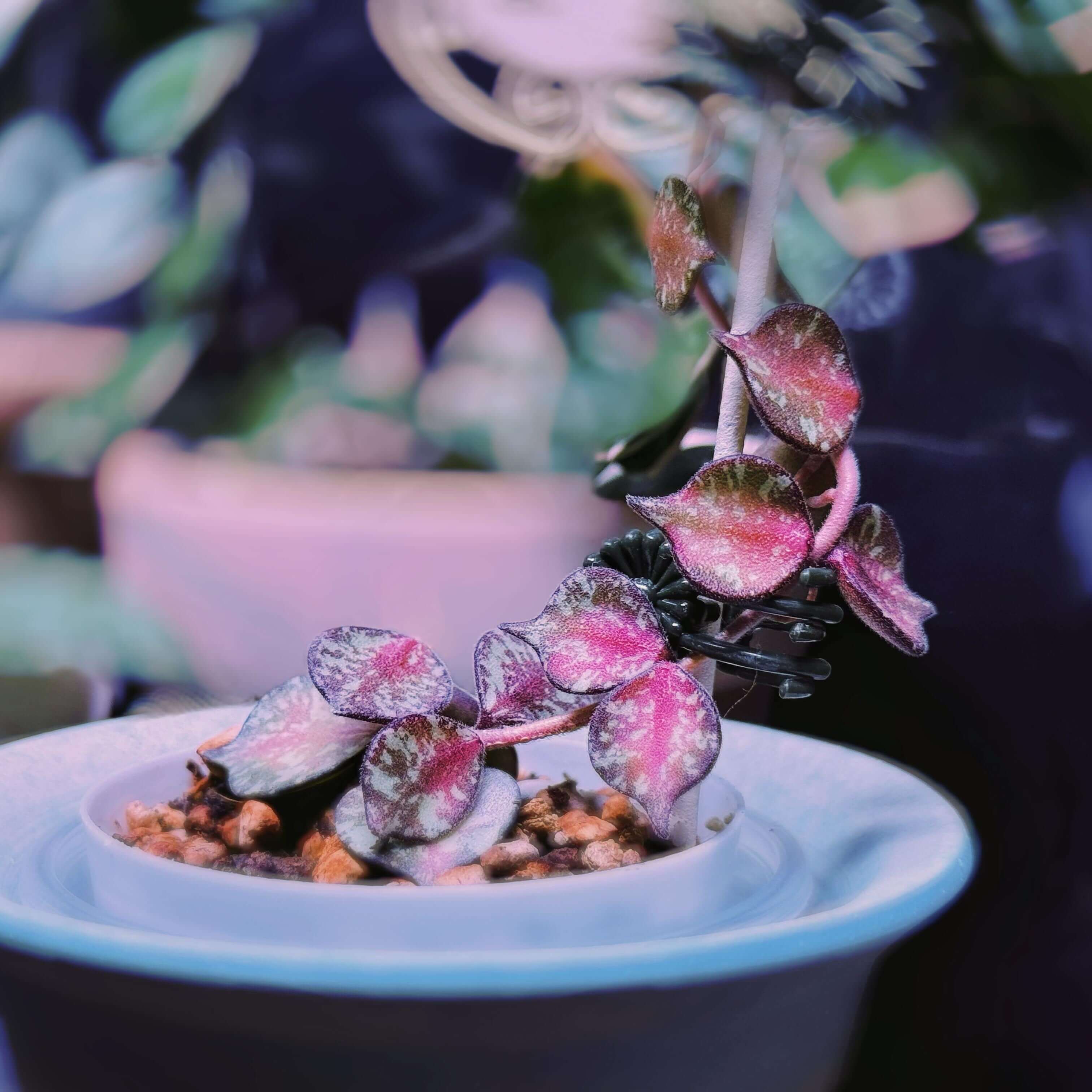 Hoya curtisii Inner Variegated for Sale – Begin With Plants