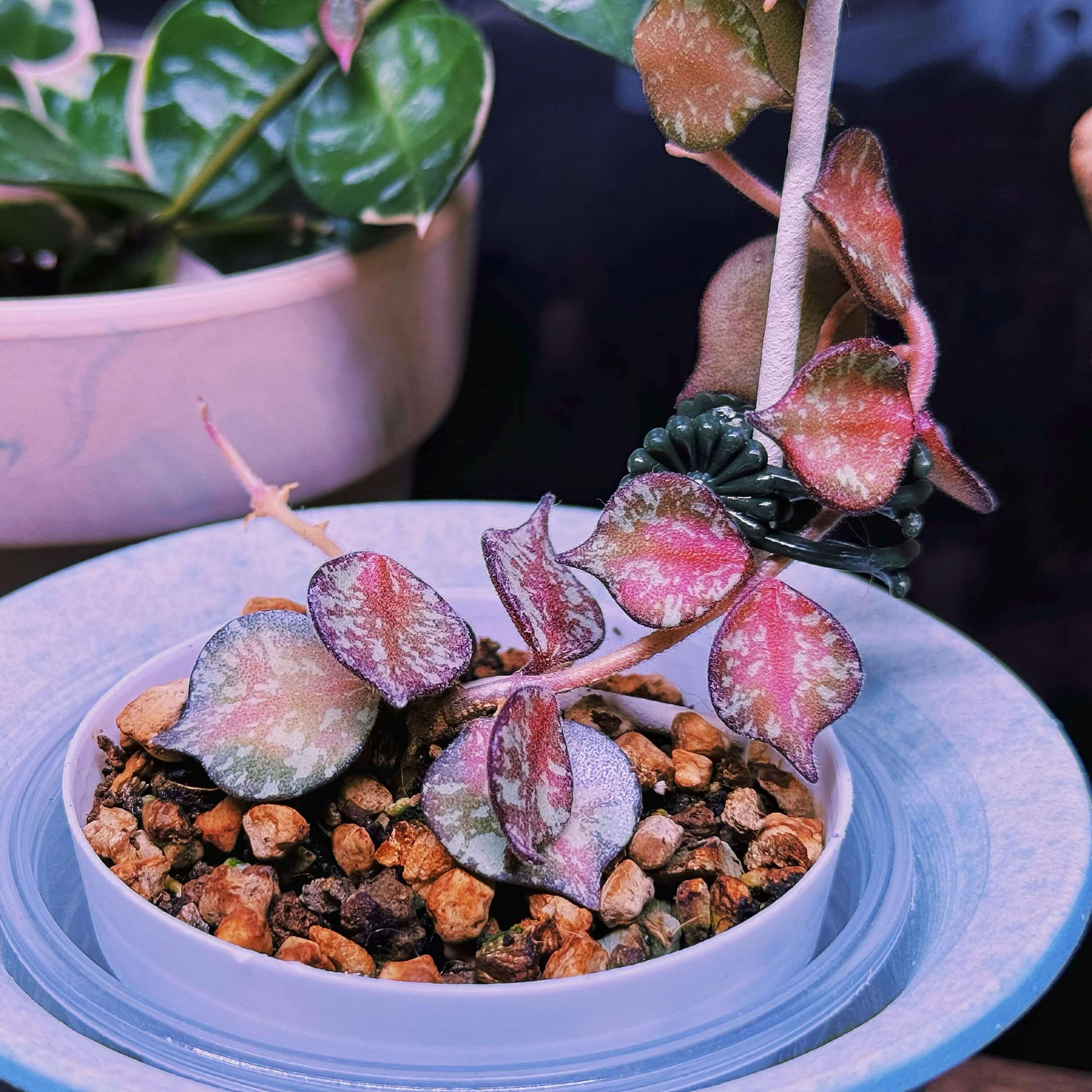 ホヤ　カーティシー　斑入り　Hoya curtisii variegated Hoya curtisii Inner Variegated for Sale – Begin With Plants