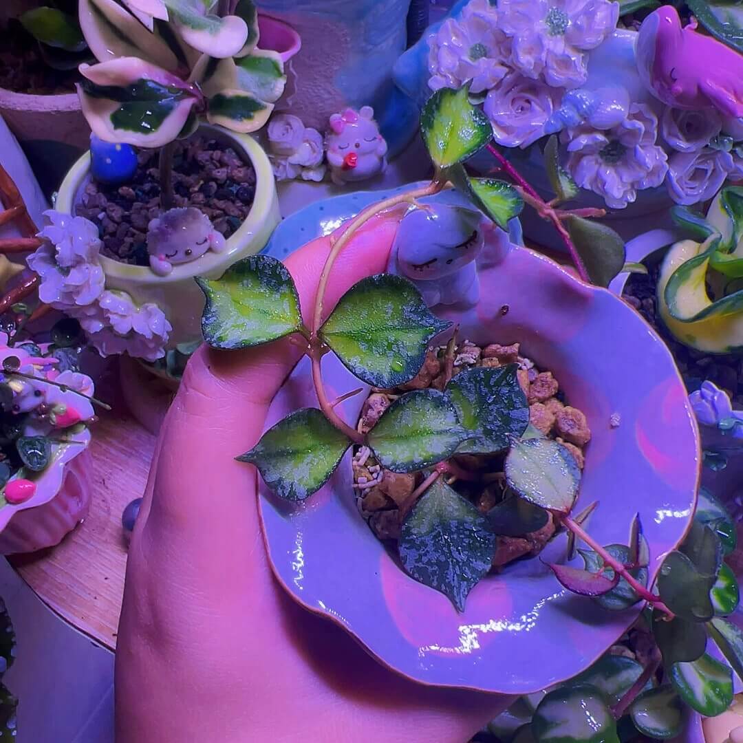 Hoya curtisii Inner Variegated for Sale – Begin With Plants