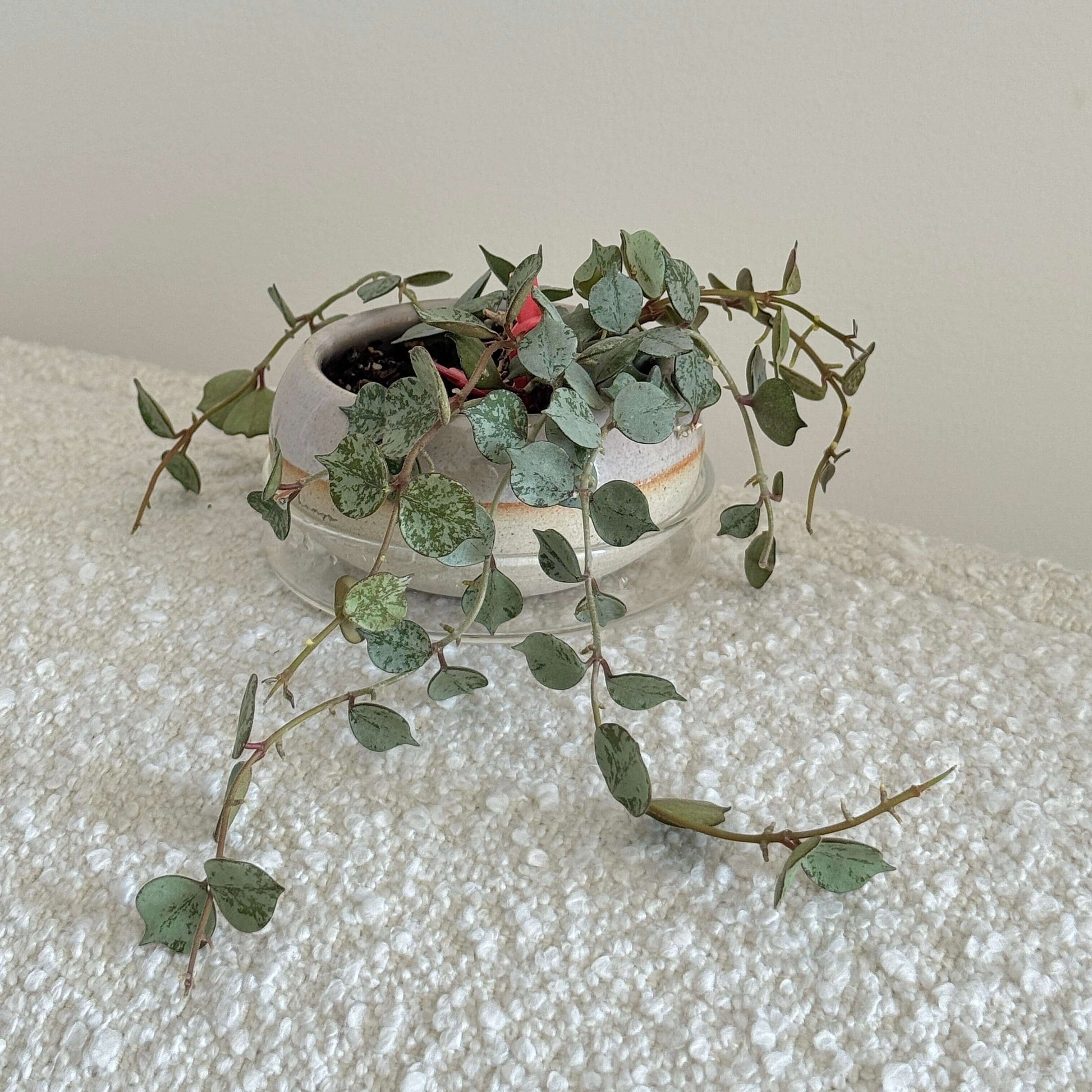 Hoya curtisii ‘Silver’ is a compact, trailing variety distinguished by its very small, teardrop- to heart-shaped leaves that are almost entirely silver, displaying broader and more intense silver-grey mottling than the standard form. It forms a dense, trailing mat ideal for hanging baskets or shallow planters, and although petite, it can produce clusters of star-shaped, pale pink or white flowers.