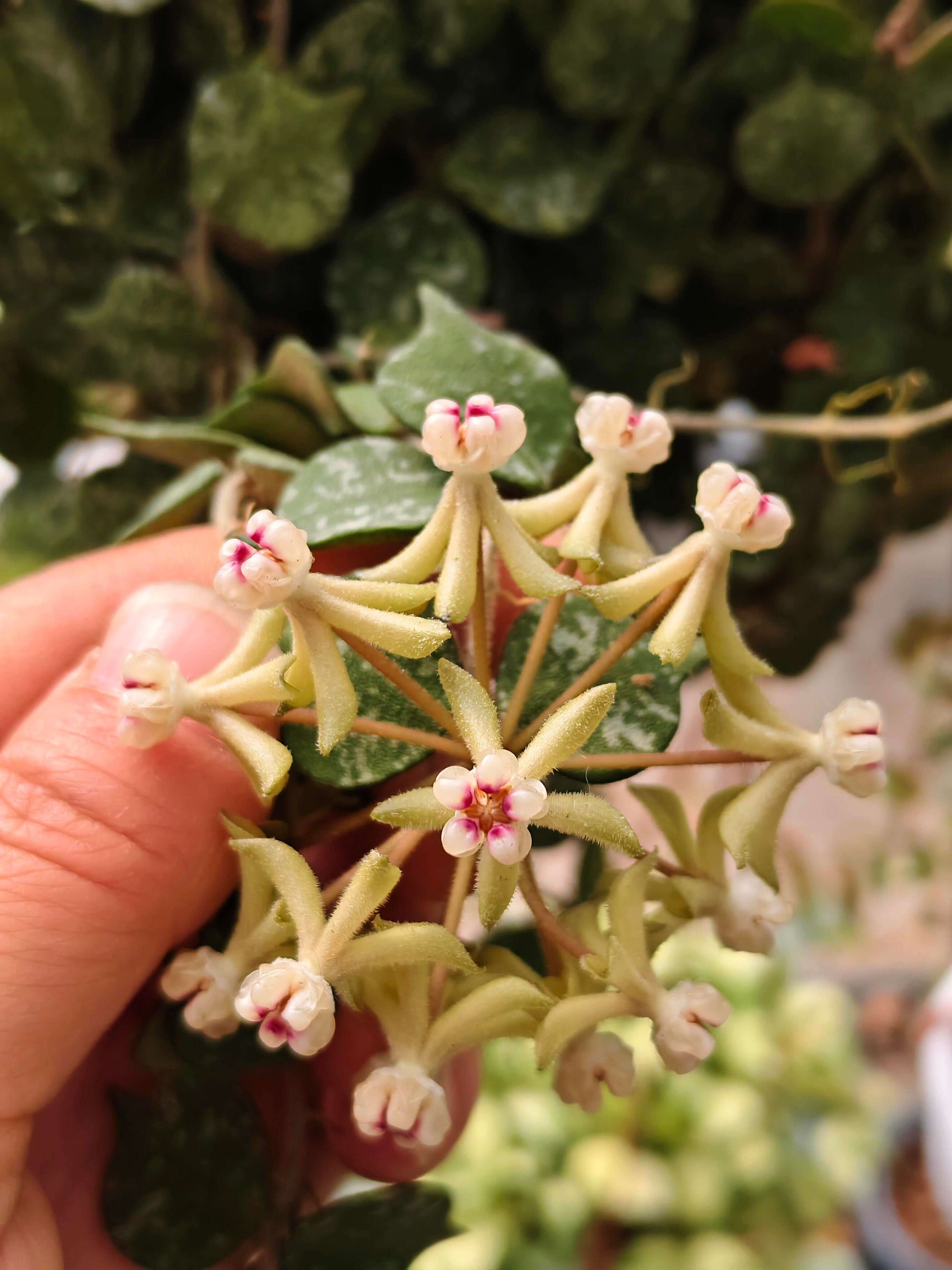 Hoya curtisii is a petite, creeping epiphytic plant native to Southeast Asia (Thailand, the Philippines, Borneo, and Malaysia), characterized by its tiny, slightly pointed, roundish succulent leaves in olive green with silvery-grey mottling. It forms dense mats or trailing vines, making it ideal for hanging baskets or shallow pots, and when in bloom, it produces clusters of small, star-shaped, waxy flowers typical of Hoya species.