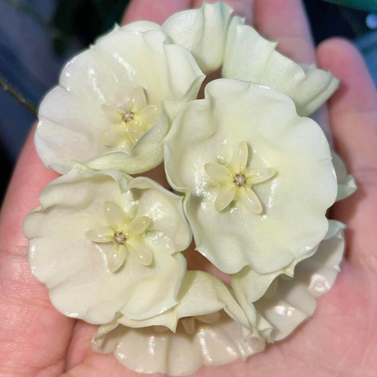 Hoya danumensis is a rare and elegant climbing epiphytic Hoya native to Borneo and Sumatra, particularly associated with the wet tropical forests of Danum Valley, Sabah. It develops slender, twining stems with thin, elongated green leaves and prominent venation. The highlight is its unusual campanulate, bell-shaped flowers, which are creamy white to pure white and can reach approximately 4 cm (1.6 in) across when fully open.