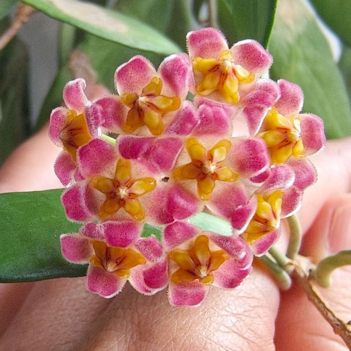 Hoya davidcummingii is a small, attractive Hoya native to southern Luzon, Philippines, where it grows as a climbing epiphyte or lithophyte in wet tropical environments. It has thin, wiry stems carrying relatively small, thick, dark green leaves. Mature plants produce rounded clusters of rose-red to pink flowers with yellow and red centers. The flowers are lightly fragrant, with a scent often described as caramel-like.