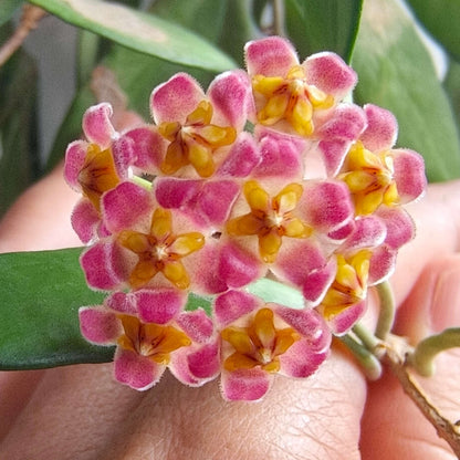 Hoya davidcummingii is a small, attractive Hoya native to southern Luzon, Philippines, where it grows as a climbing epiphyte or lithophyte in wet tropical environments. It has thin, wiry stems carrying relatively small, thick, dark green leaves. Mature plants produce rounded clusters of rose-red to pink flowers with yellow and red centers. The flowers are lightly fragrant, with a scent often described as caramel-like.