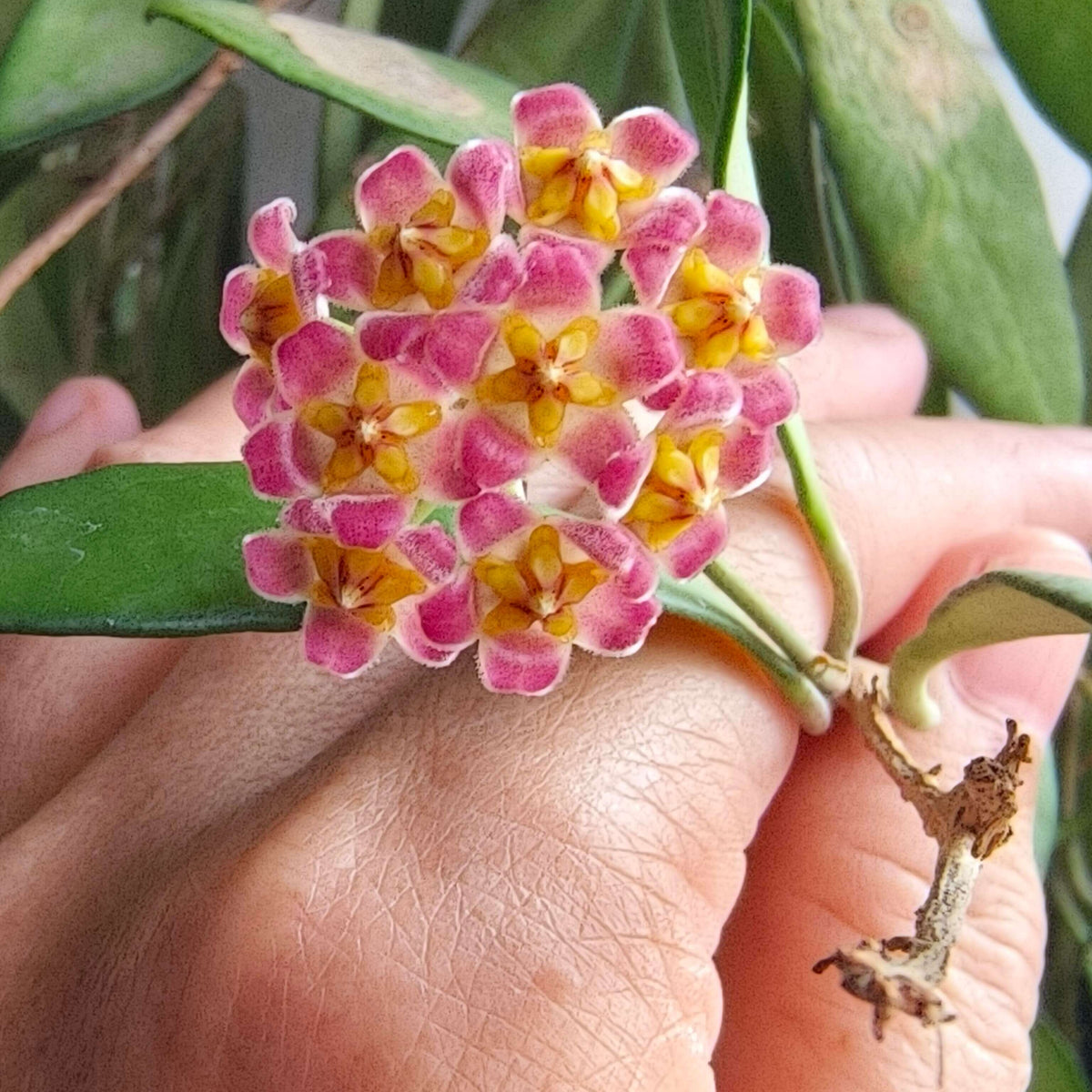 Hoya davidcummingii is a small, attractive Hoya native to southern Luzon, Philippines, where it grows as a climbing epiphyte or lithophyte in wet tropical environments. It has thin, wiry stems carrying relatively small, thick, dark green leaves. Mature plants produce rounded clusters of rose-red to pink flowers with yellow and red centers. The flowers are lightly fragrant, with a scent often described as caramel-like.