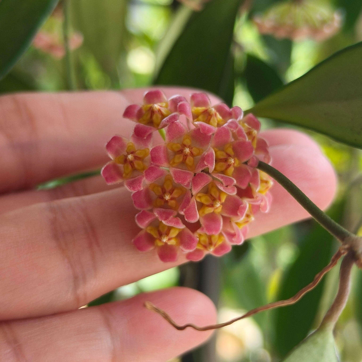 Hoya davidcummingii is a small, attractive Hoya native to southern Luzon, Philippines, where it grows as a climbing epiphyte or lithophyte in wet tropical environments. It has thin, wiry stems carrying relatively small, thick, dark green leaves. Mature plants produce rounded clusters of rose-red to pink flowers with yellow and red centers. The flowers are lightly fragrant, with a scent often described as caramel-like.