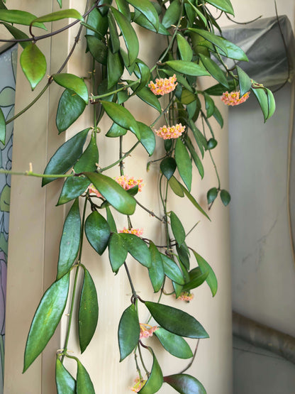 Hoya davidcummingii is a small, attractive Hoya native to southern Luzon, Philippines, where it grows as a climbing epiphyte or lithophyte in wet tropical environments. It has thin, wiry stems carrying relatively small, thick, dark green leaves. Mature plants produce rounded clusters of rose-red to pink flowers with yellow and red centers. The flowers are lightly fragrant, with a scent often described as caramel-like.