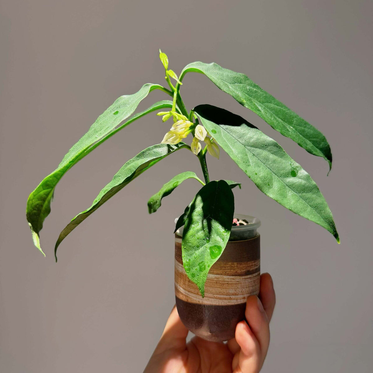 Hoya decipulae is a rare epiphytic species from West Lampung, Sumatra, Indonesia, prized for its thin foliage and exceptionally unusual flowers.