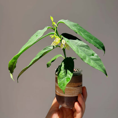 Hoya decipulae is a rare epiphytic species from West Lampung, Sumatra, Indonesia, prized for its thin foliage and exceptionally unusual flowers.